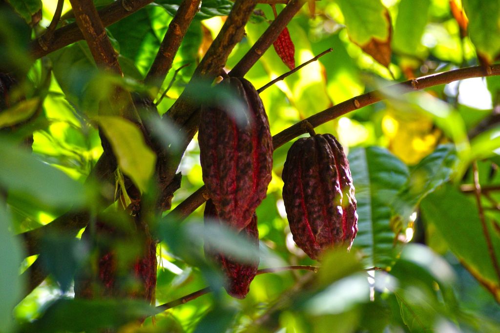 cacao for herbal skin care