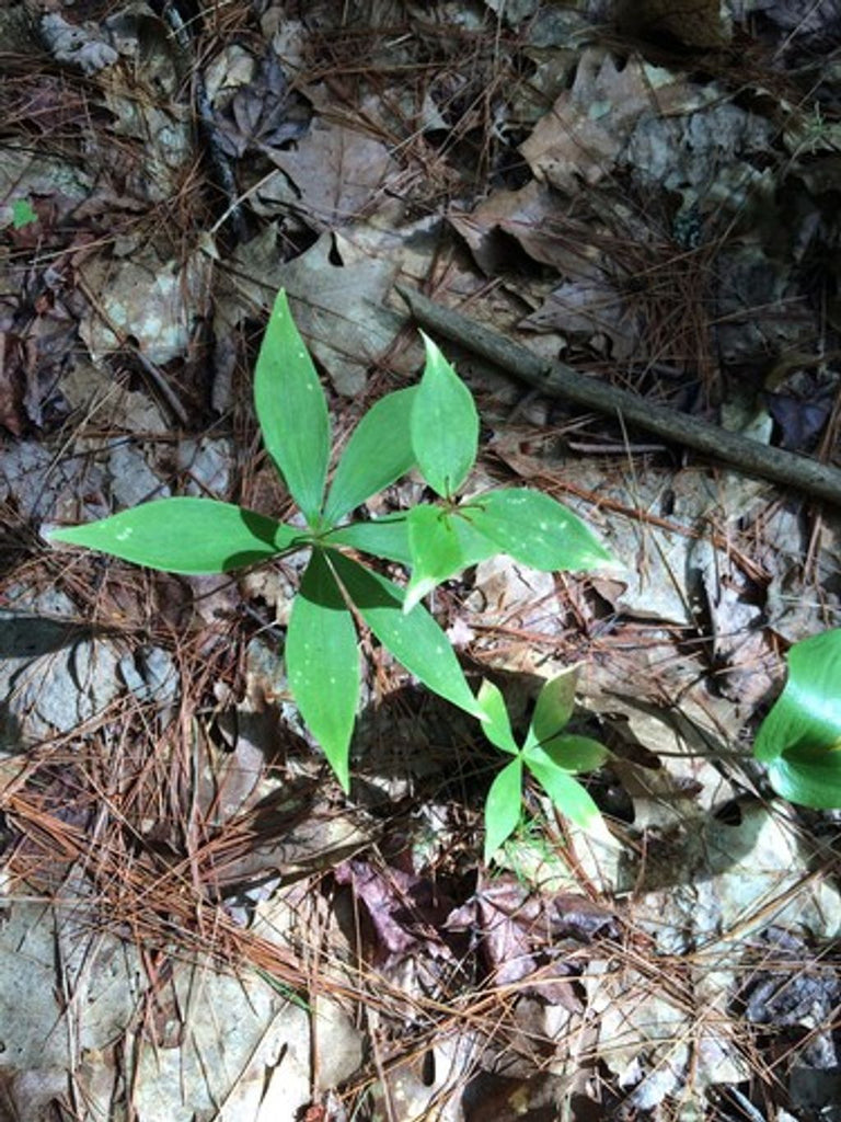 Rootstalk Gold herbal