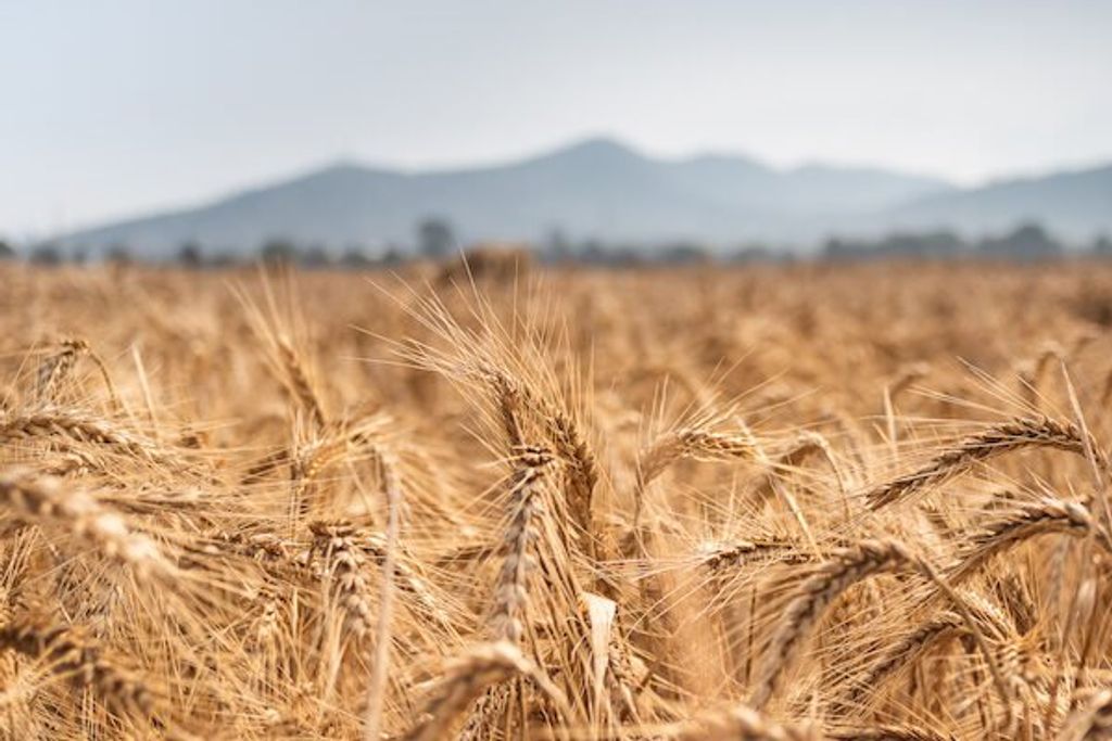 Reclaiming Food Sovereignty: Herbalist Perspectives on Sustainable Agriculture