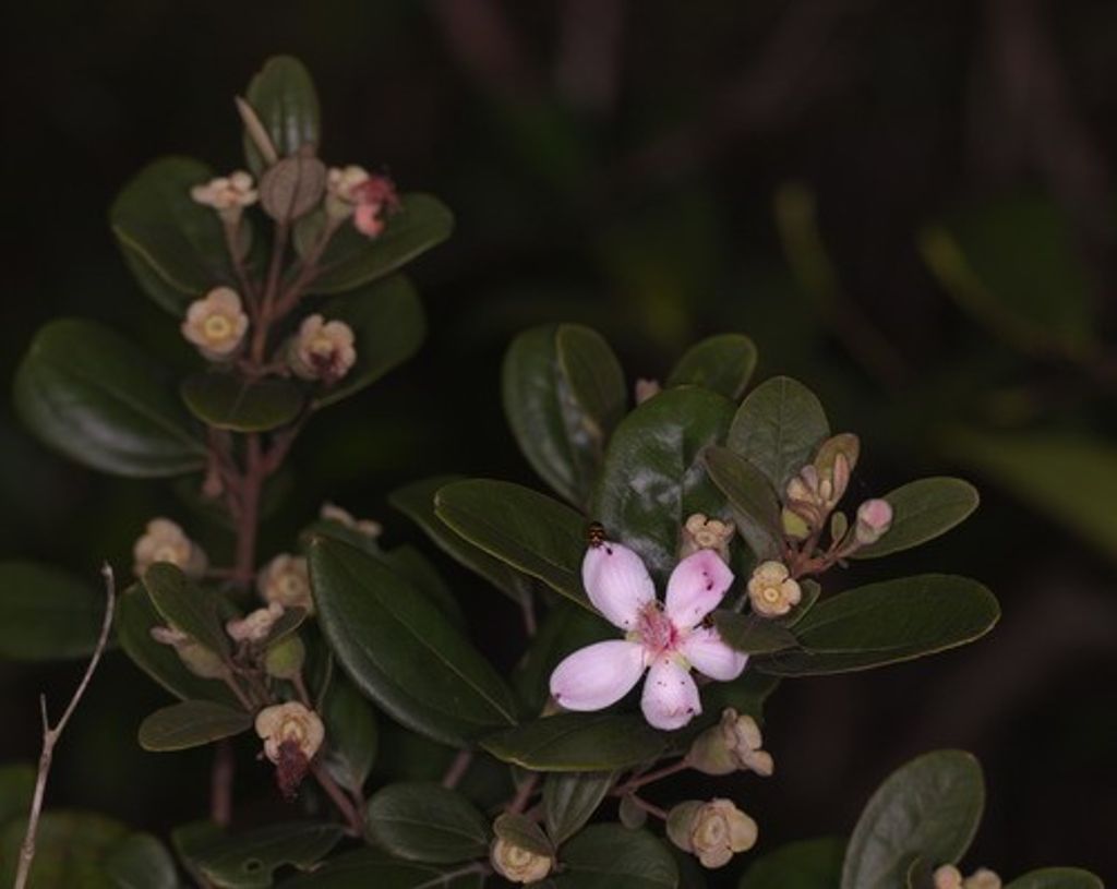 Wreath Care Guide for the Holidays and Beyond: Herbal Decor Tips