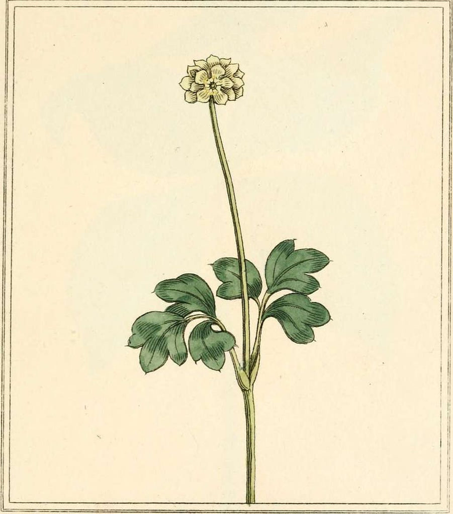 herbal studies of the lily