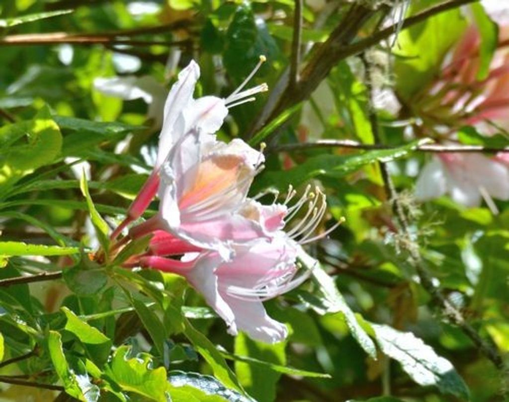 Floral Skin Cream Recipe