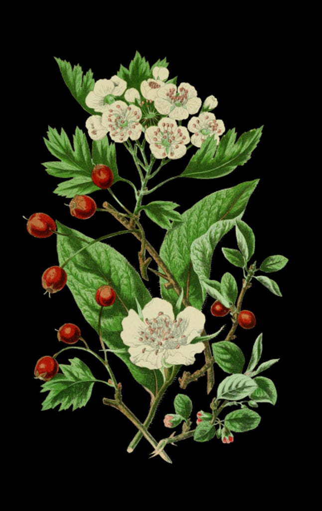 Benefits of Live Botanical Products