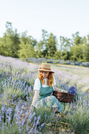 Lavender Harvest on the Farm: Aromatic Delights and Herbal Goodness