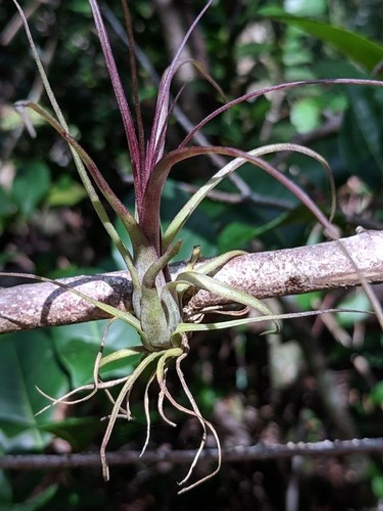 Tillandsia Air Plant Care Sheet: Herbal Tips for Thriving Plants