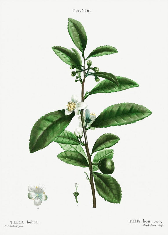 smoketree herbal tea