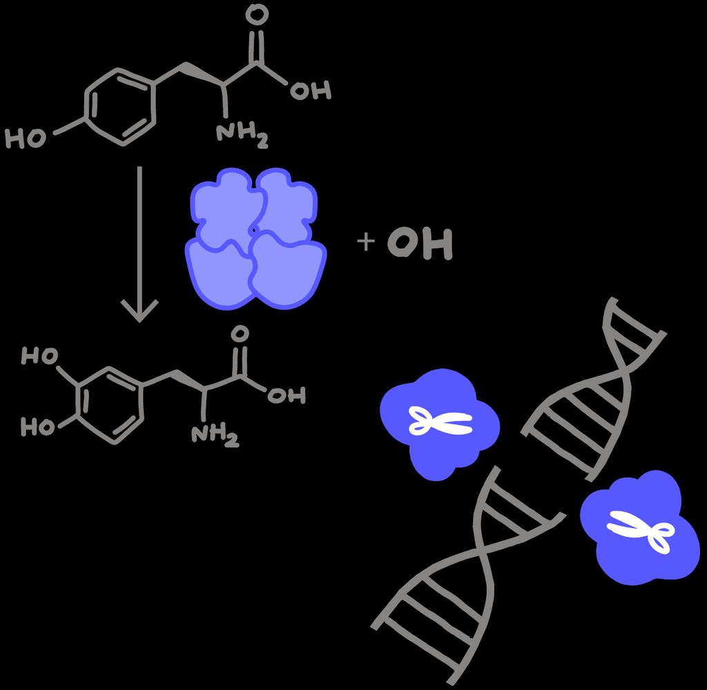 Exfoliating Enzyme Magic Revealed