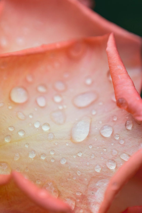 Water Rose Skincare Elixir: Hydrate and Glow