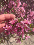 Hand holding a branch of pink flowers (Desert Peach) with blurred background