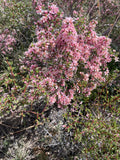 Pink flowering shrub (Desert Peach) in a natural setting
