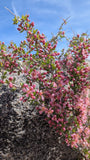 Pink flowering shrub (Desert Peach) against a blue sky