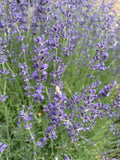 Close-up of lavender flowers with a blurred green background