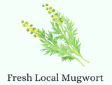A label for fresh local mugwort featuring a cartoon image of mugwort over light gray background