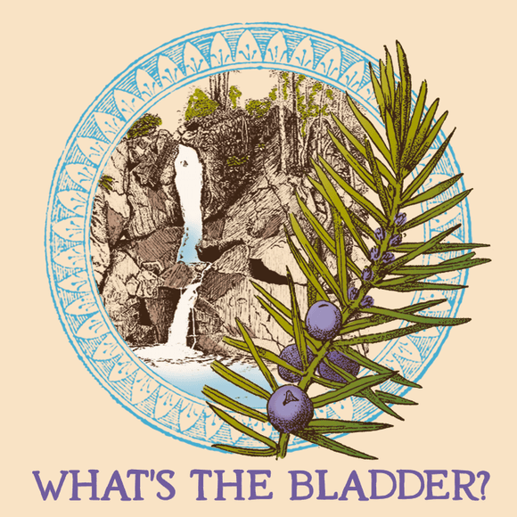 WHAT'S THE BLADDER?: HERBAL